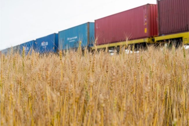 Freight train near field of wheat. 