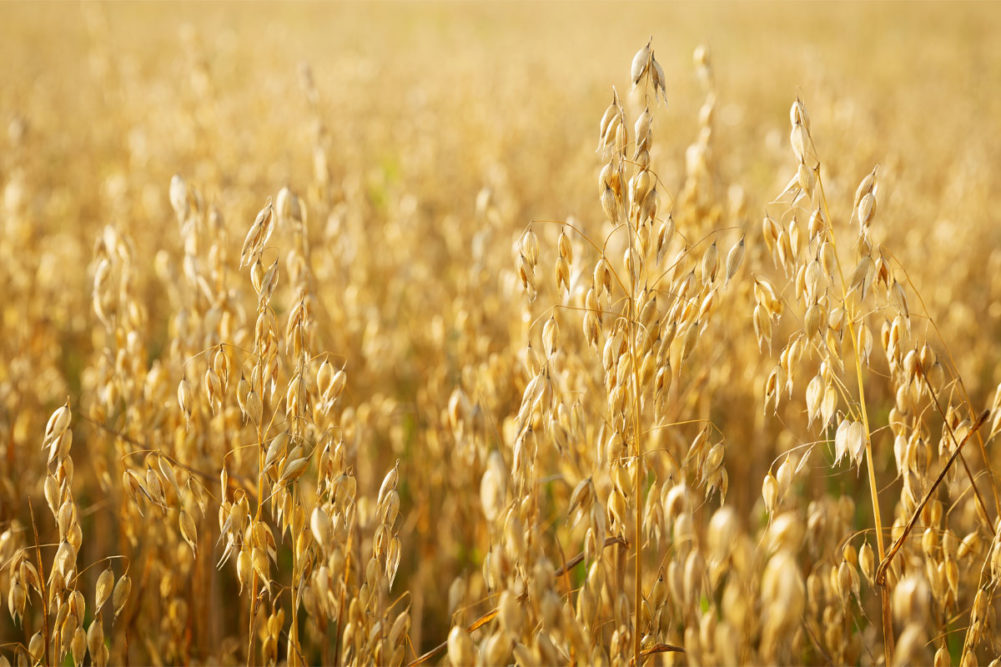 Close-up of oat field on sunny day. 