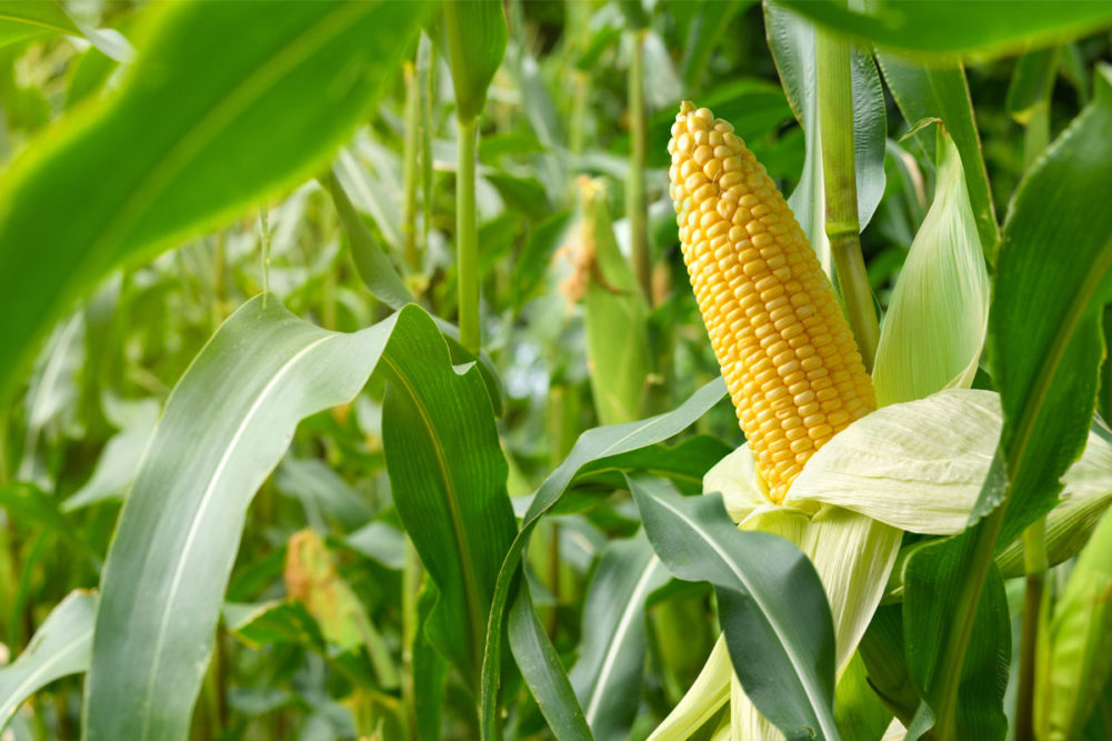 Ear of corn. 