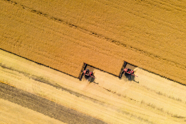 Birds eye view of wheat field.