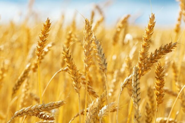 Field of wheat on sunny day. 