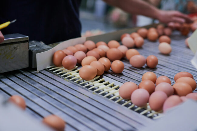 Eggs on conveyor belt. 