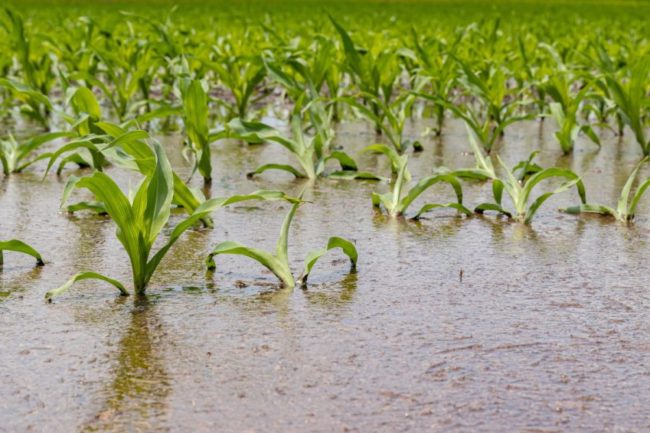 Cornfield flooded by rain.