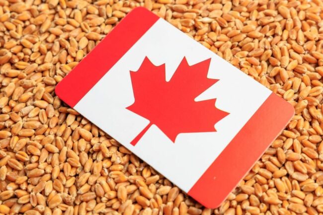 Canadian flag over corn kernels.