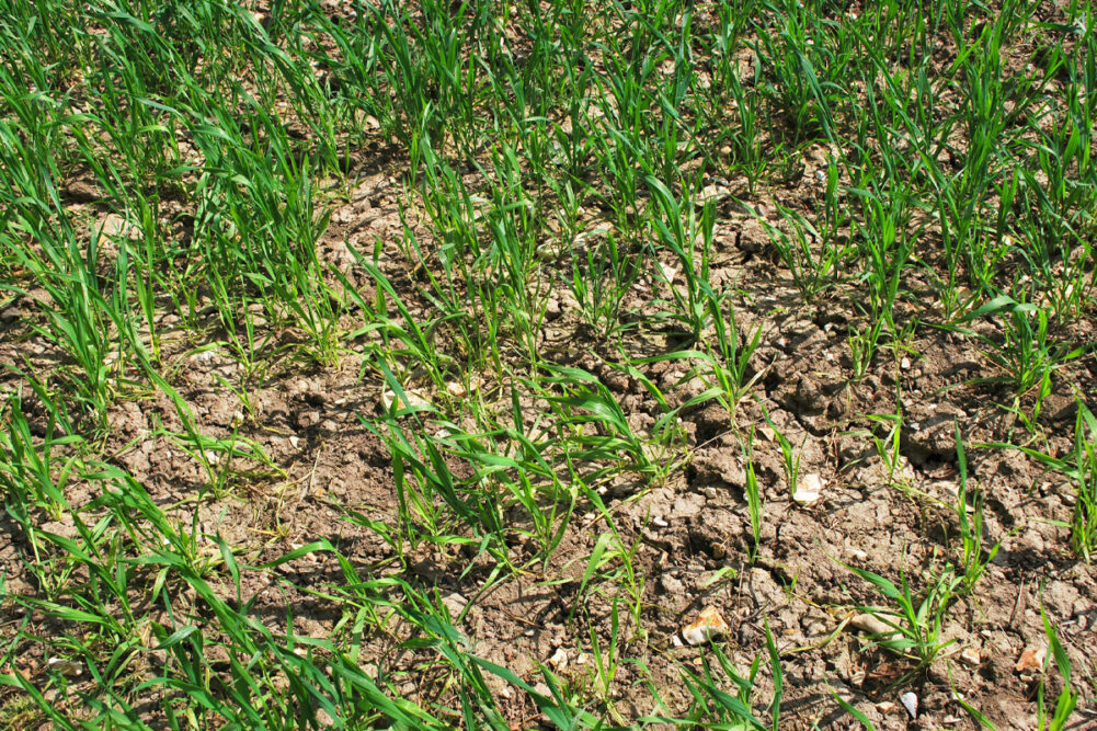 Wheat growing in parched conditions. 