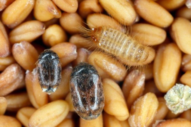 Kharpa beetles on grain. 