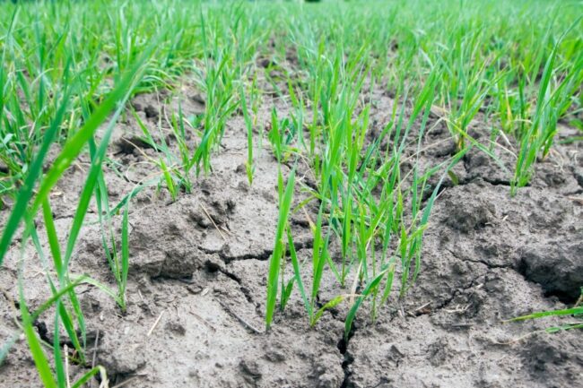 Field of wheat sprouts in dry conditions. 