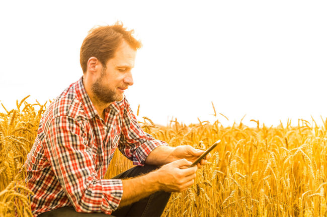 Man observing wheat field. 