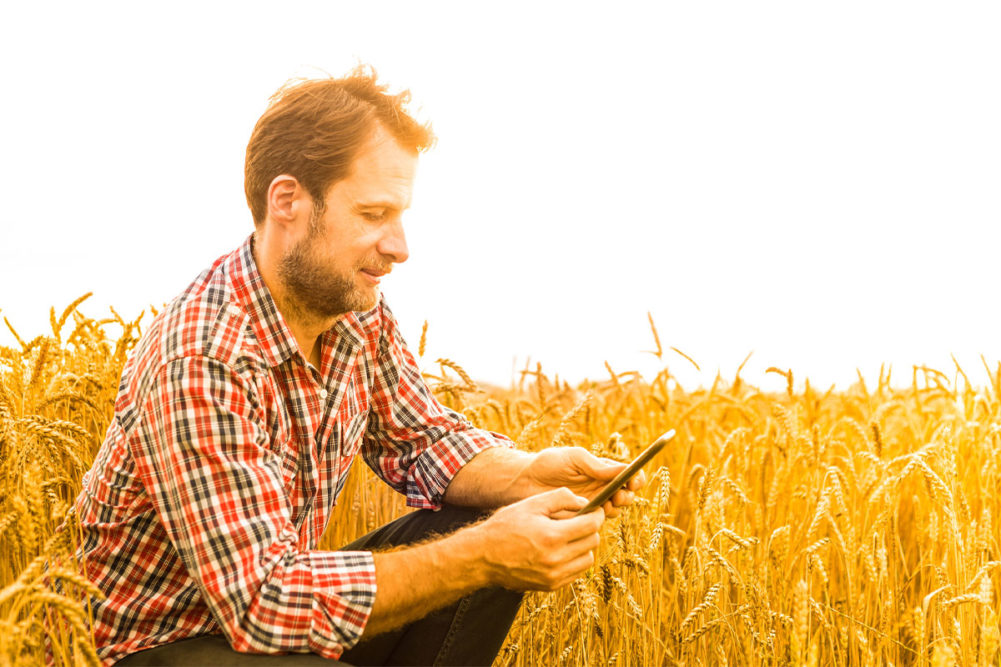 Man observing wheat field. 