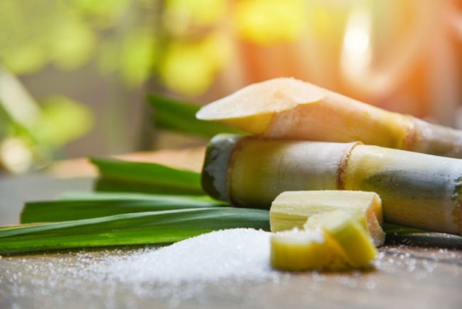 Close-up shot of sugar cane. 