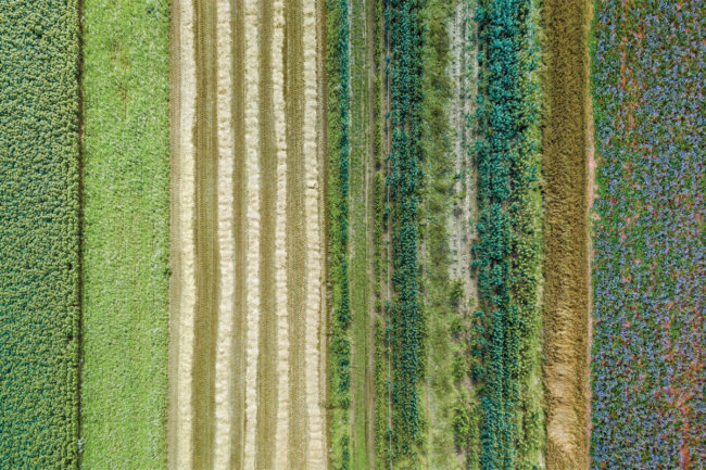 Aerial shot of wheat fields. 