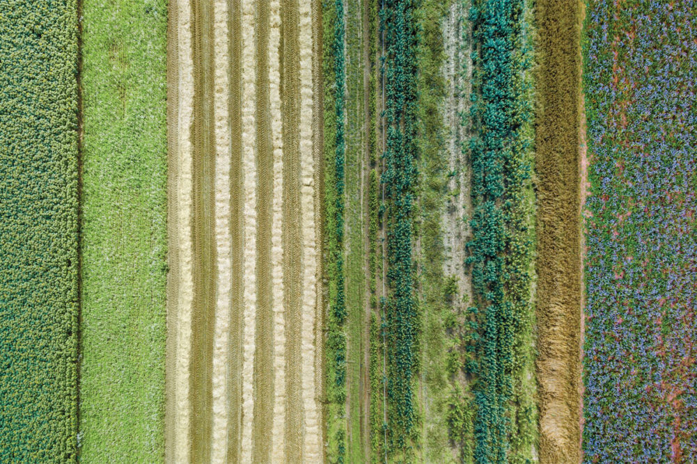 Aerial shot of wheat fields. 