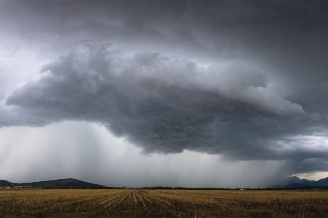 Large rain clouds circle over wheat field. 