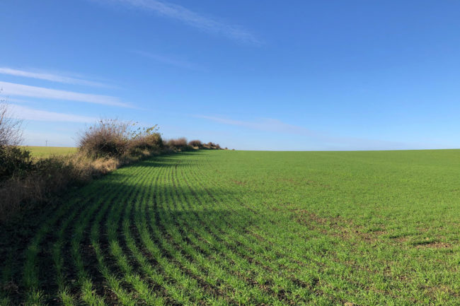 Wheat field in England on sunny summer day. 