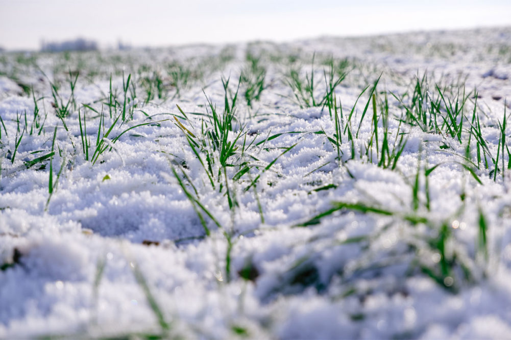 Winter wheat field. 