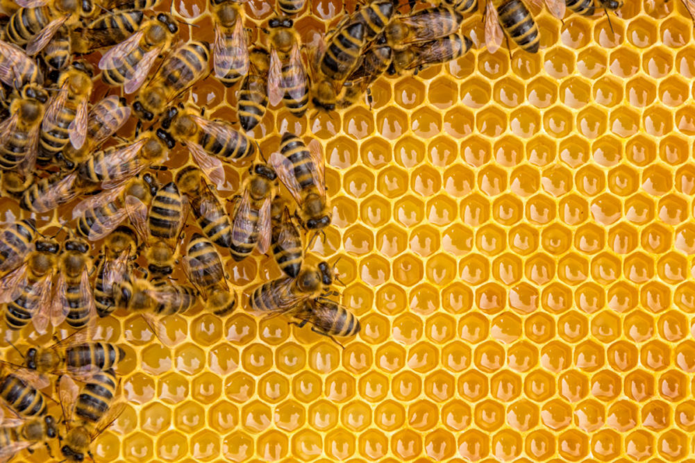 Close-up shot of honeybees on honeycomb.