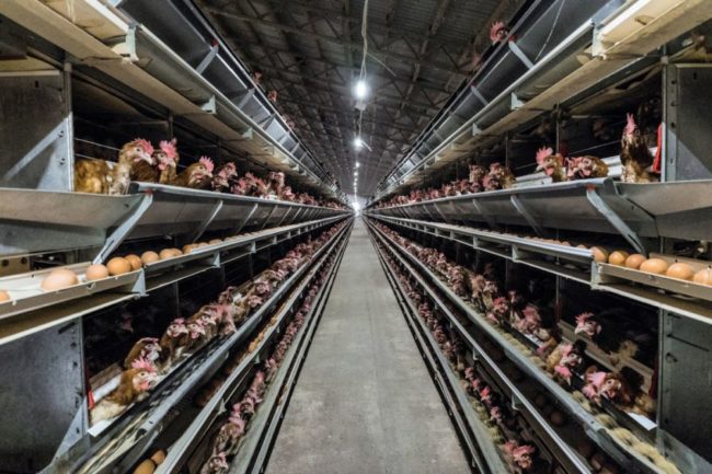 Hundreds of hens at factory farm. 