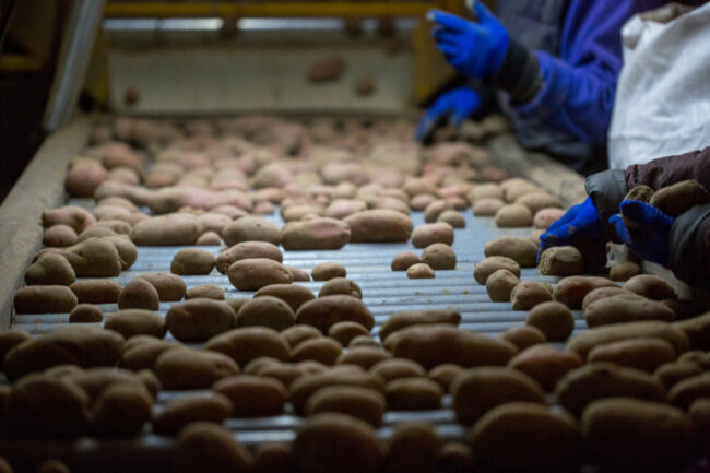 Assembly line of potatoes. 