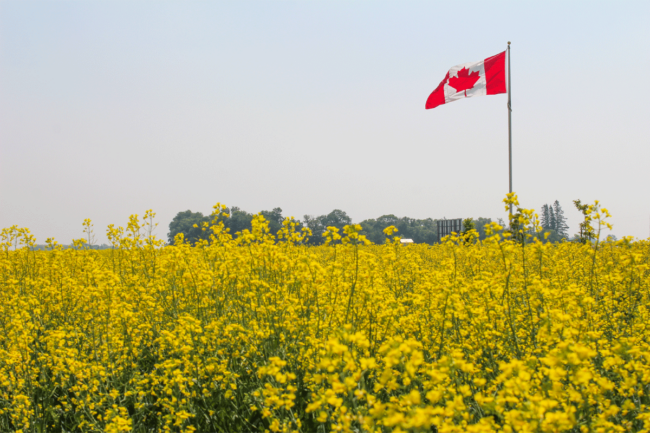 Canola field with Candian flag flying above. 