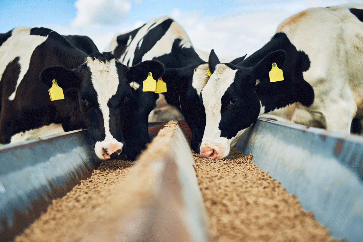 Dairy cows eating feed.