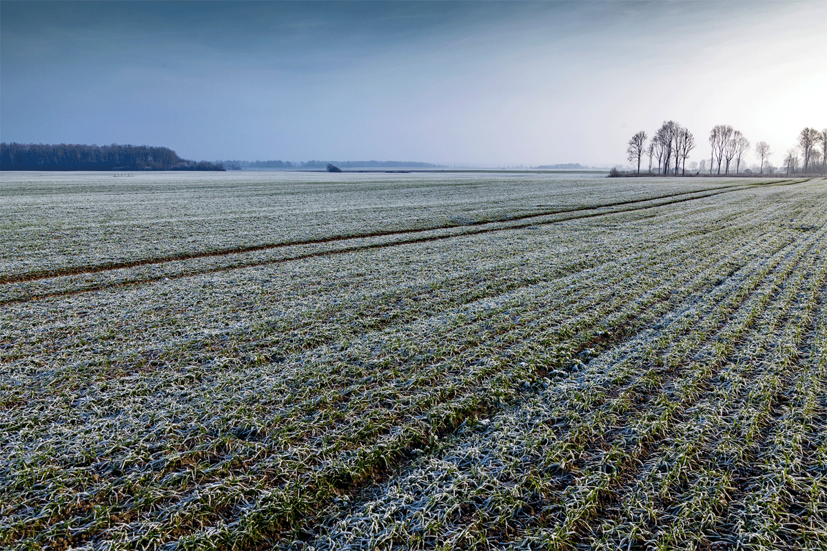 Field of wheat on winter morning.