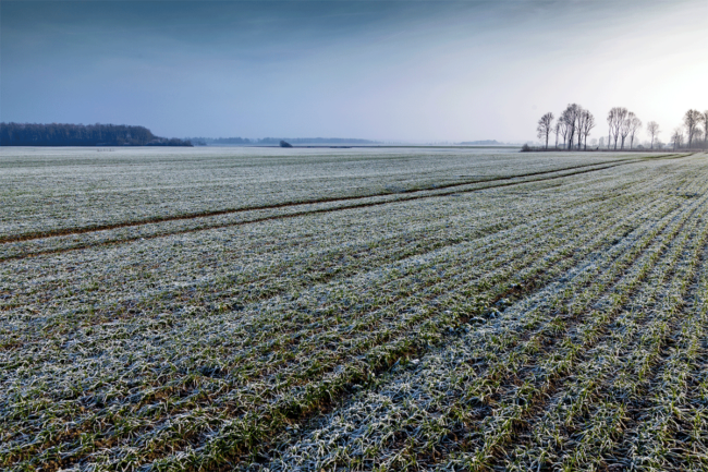 Field of wheat on winter morning.