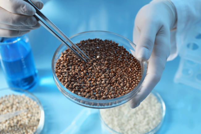 Lab scientists testing buckwheat. 