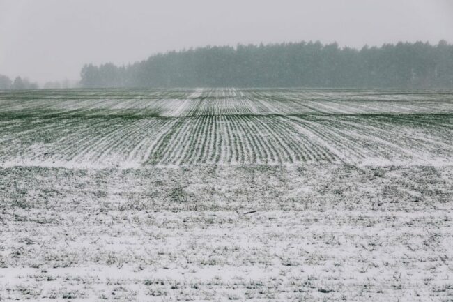 Field of winter wheat. 