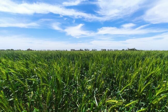 HB4 wheat field.