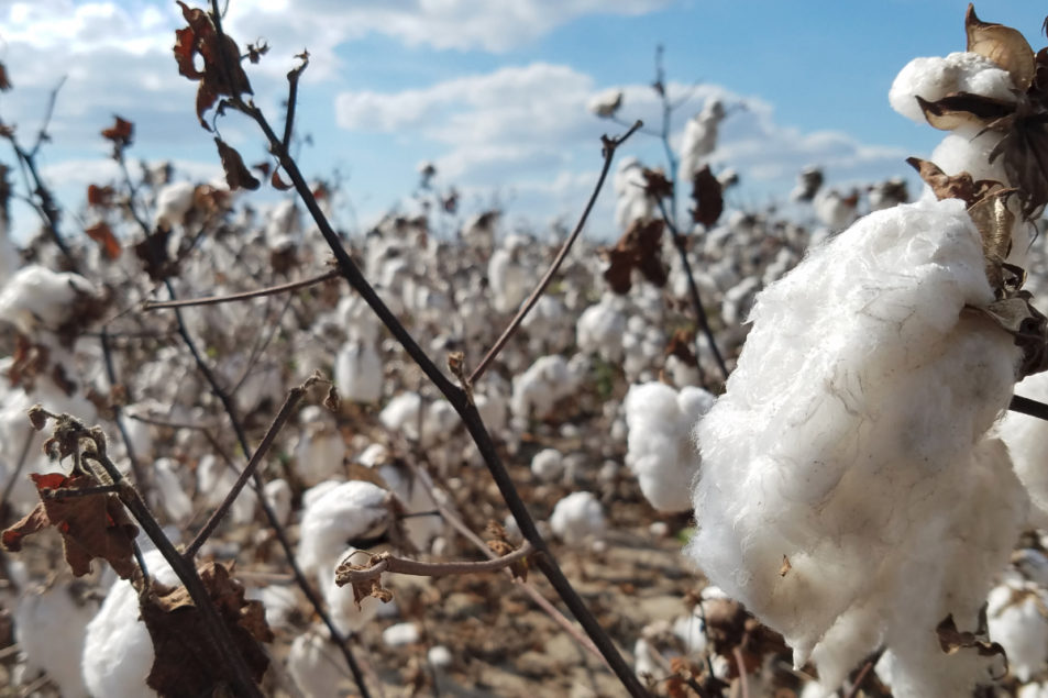 Cotton variety with edible seed receives U.S.D.A. approval | 2018-10-17 ...
